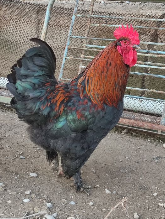 Кораздар сатылады