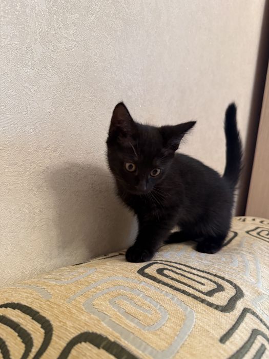 Милые, ласковые котята