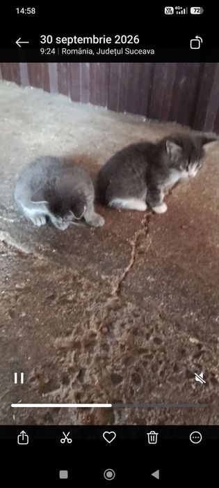 Donez pui de pisică