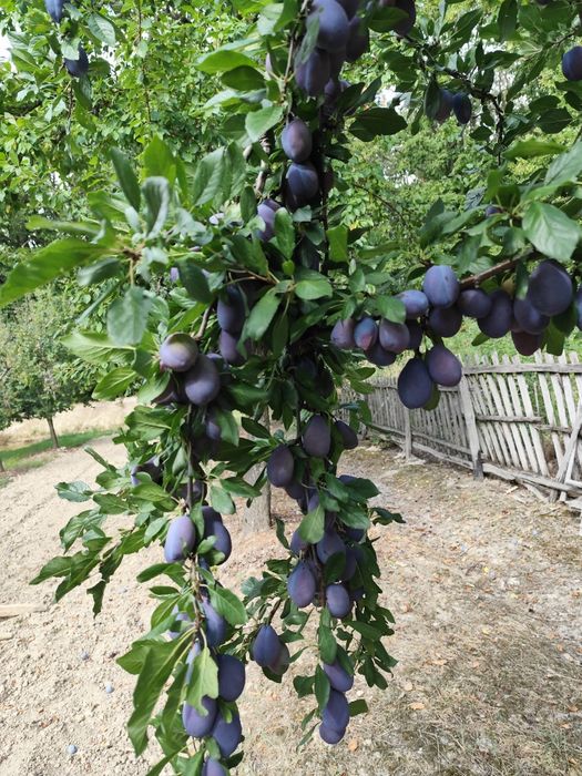 Prune Stanley și Anaa spath