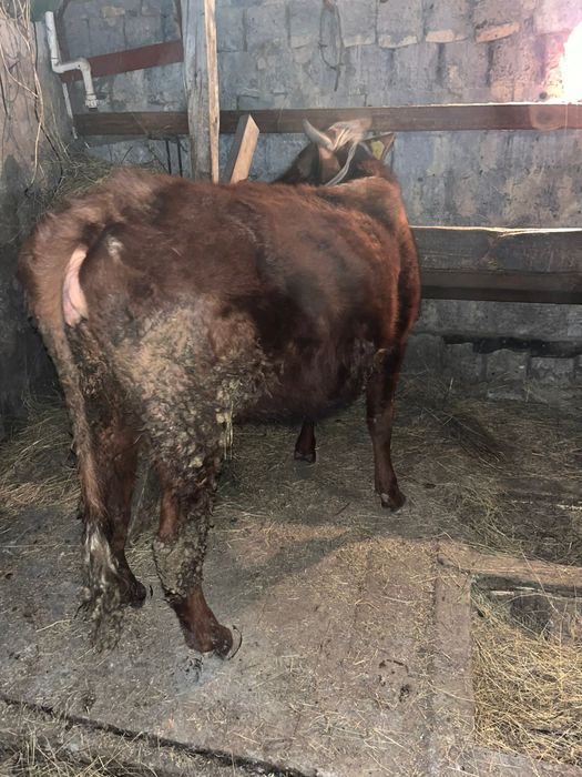 Продается первотелко