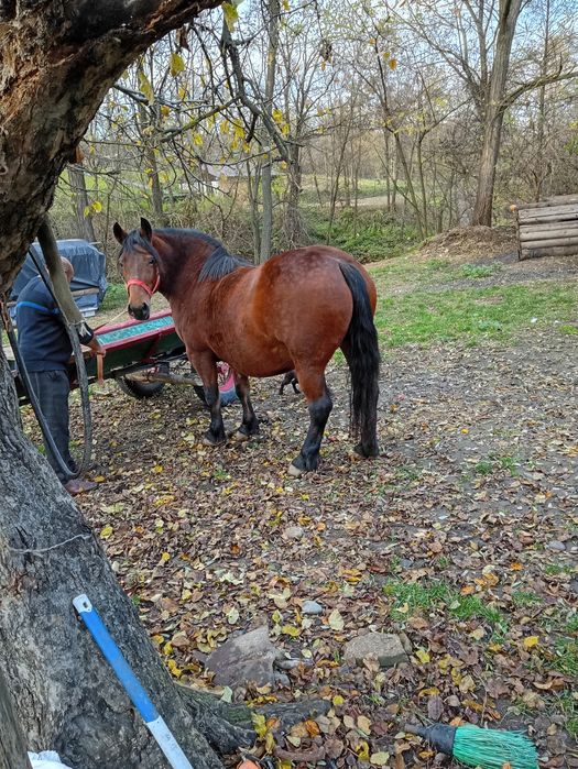 Iapă de vânzare se vinde