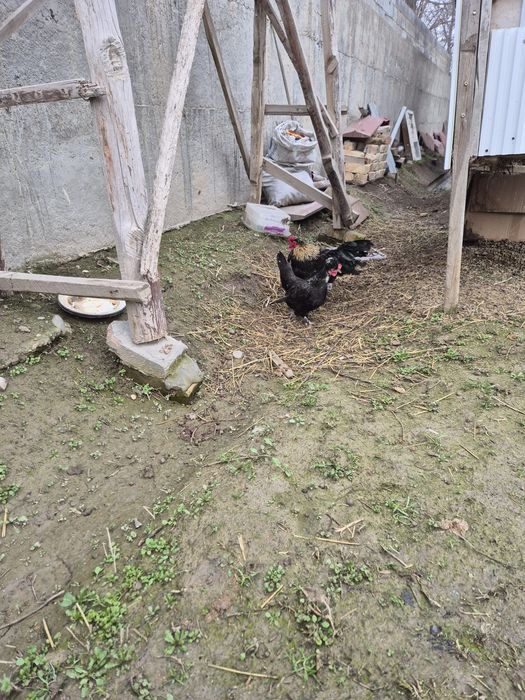 Тауық курица султанка