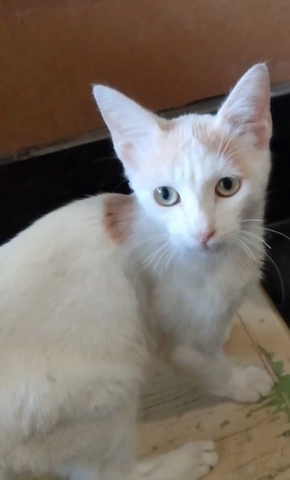 Подарявам котета