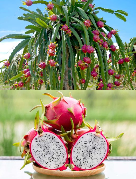 Plante de curmal Medjool și plantă de fructul dragonului (pitaya).