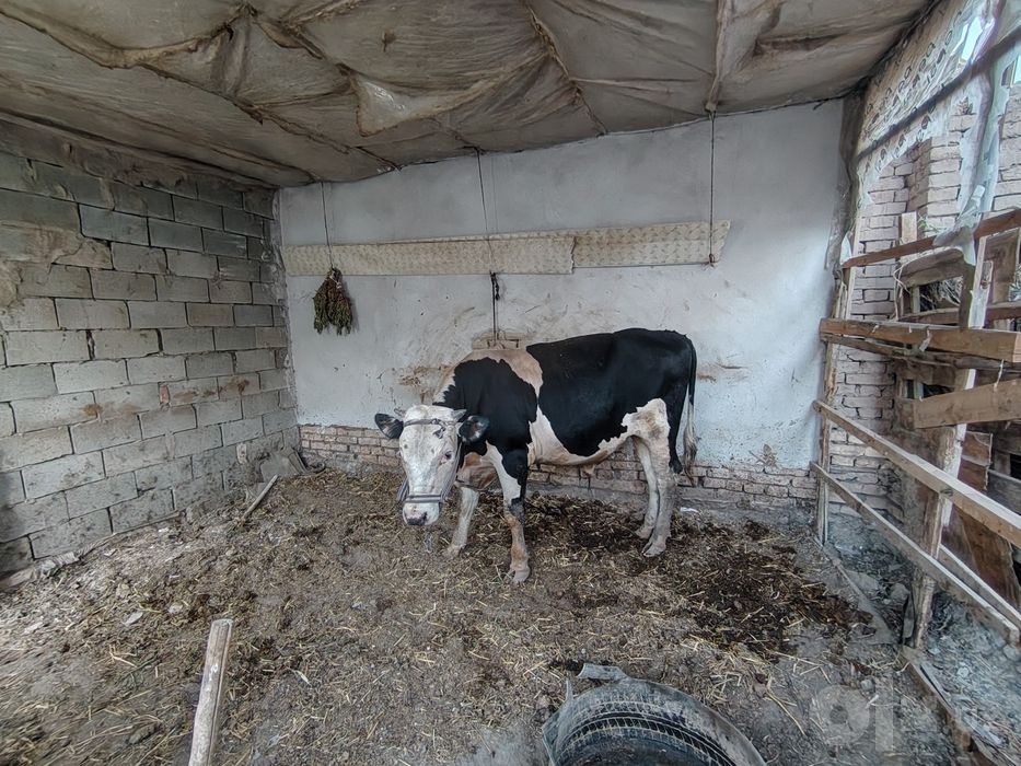 Hokiz 28 mln kelishiladi
