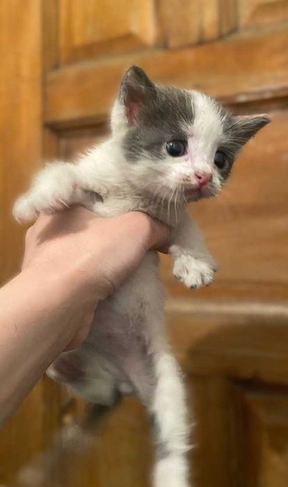отдам котят в хорошие руки