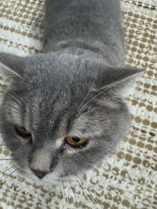 Продаётся серый British Shorthair