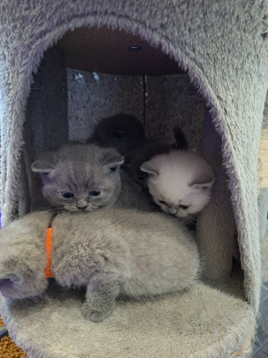 Британски късокосмести