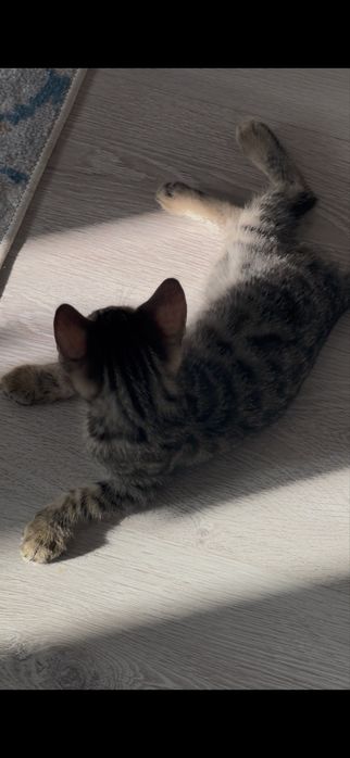 Отдам котенка мальчик бенгал