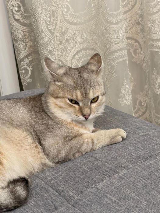 кот 11 месяц.