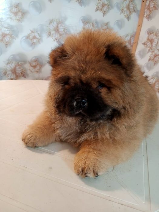 Щенки Чау- чау.Резерв