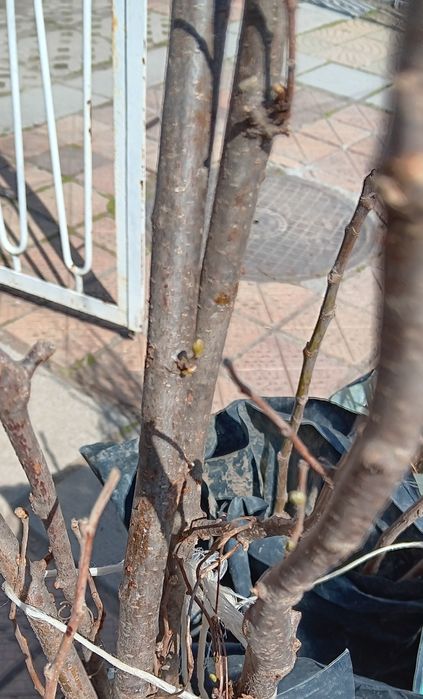 Промоция колонни дръвчета