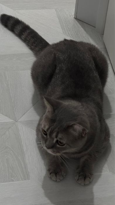 Котенок мальчик