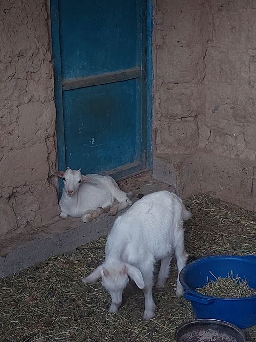 Ешкі сатылады , 2 лағымен. Занен тұқымды