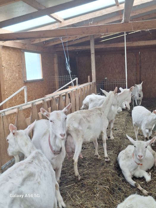 Capre saanen  de vanzare