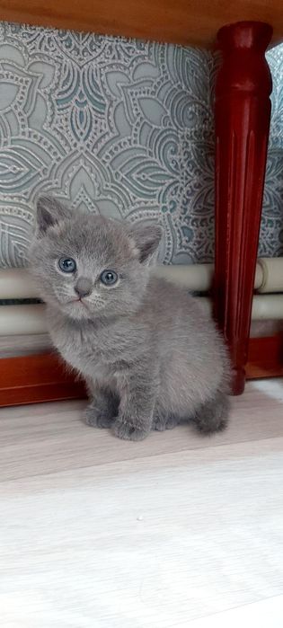 Британские Котята