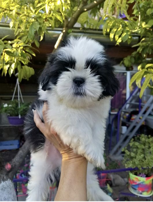 Малки кученца порода Ши тцу