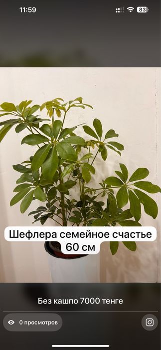 Комнатные растения хочу продать ………………………………………………………………………………………………..