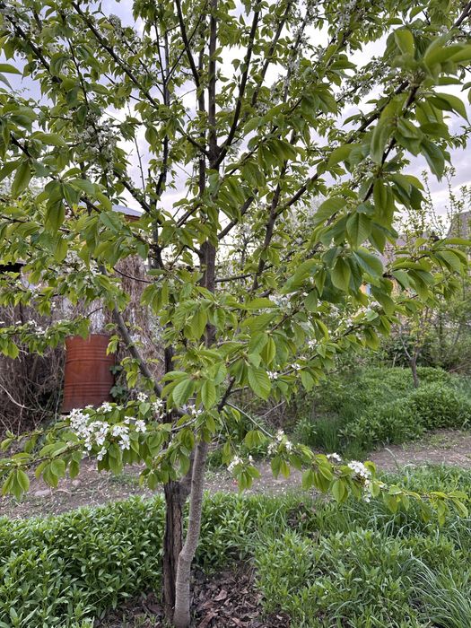 Отдам бесплатно плодовые деревья