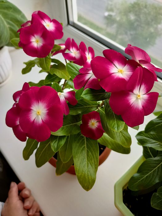 Продам семена цветов разных