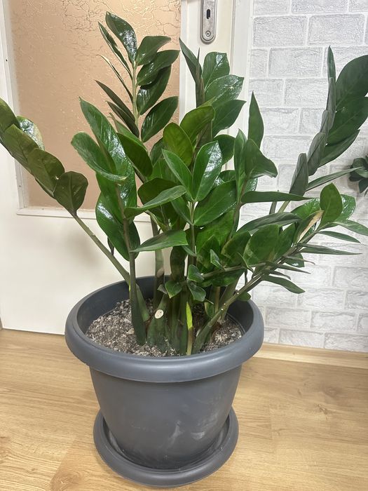 Замиокулкас цвете в саксия