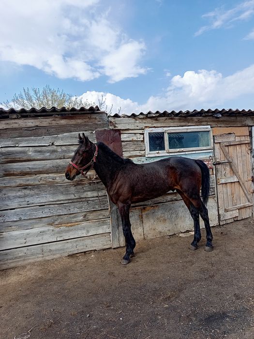 Кунан сатылады биік ірі