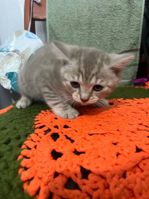 Котята вислоухие