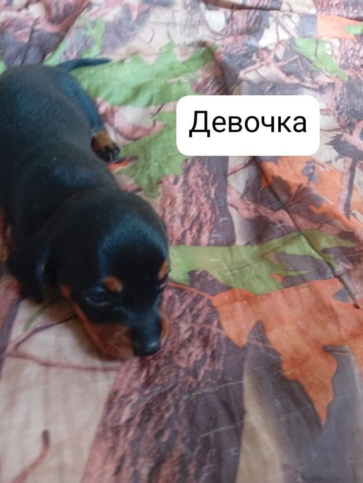 Продам чистокровных такс