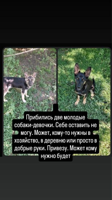 Отдам собак в добрые руки