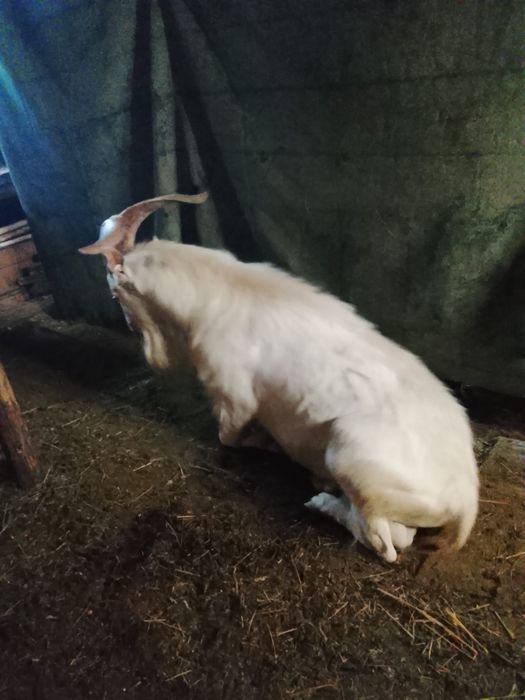 Vând țap sannen de  ,4 anii
