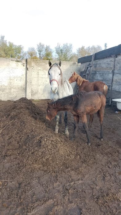 Продам кобылу  жеребую с жеребенком