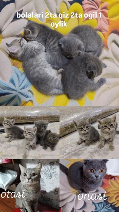 mushuk sotiladi scotish fold scotish strayt