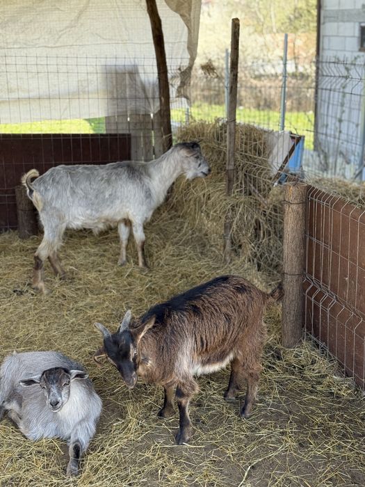 Vand 2 iezii în jur de 15 20 kg