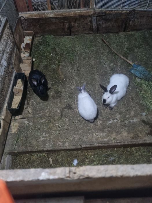 Продам калефорня кролчата