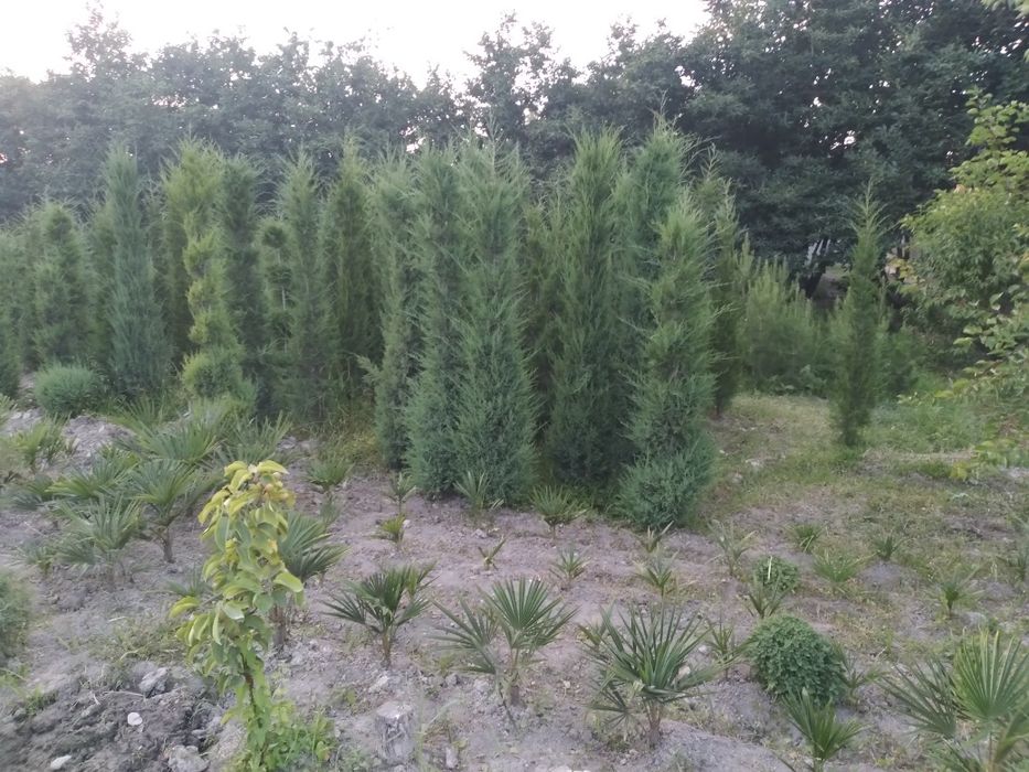 Сасна элдарски павлония китоб ва туя арчалар