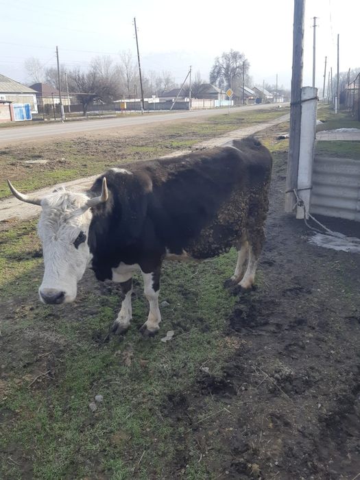 Продам дойную  корову