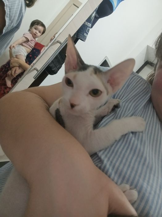 Продам кошечку сфинкс Браш.
