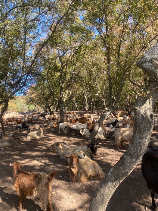 Vând capre bine intreținute