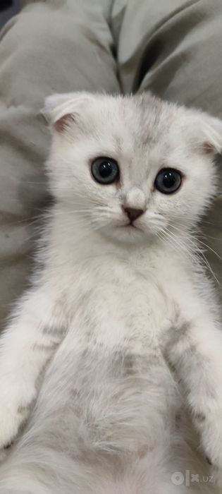 Scottish FOLD сотилади