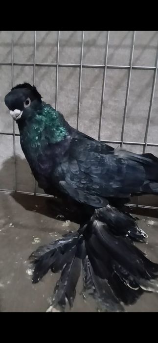 Продается пол не.из.