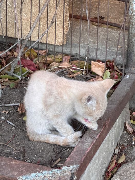 Котята в ДОБРЫЕ руки!