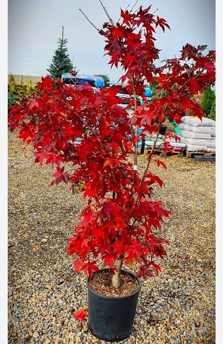 Artar Japonez Red Rubyn