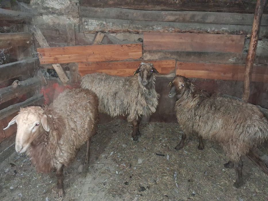 Продам   баранов