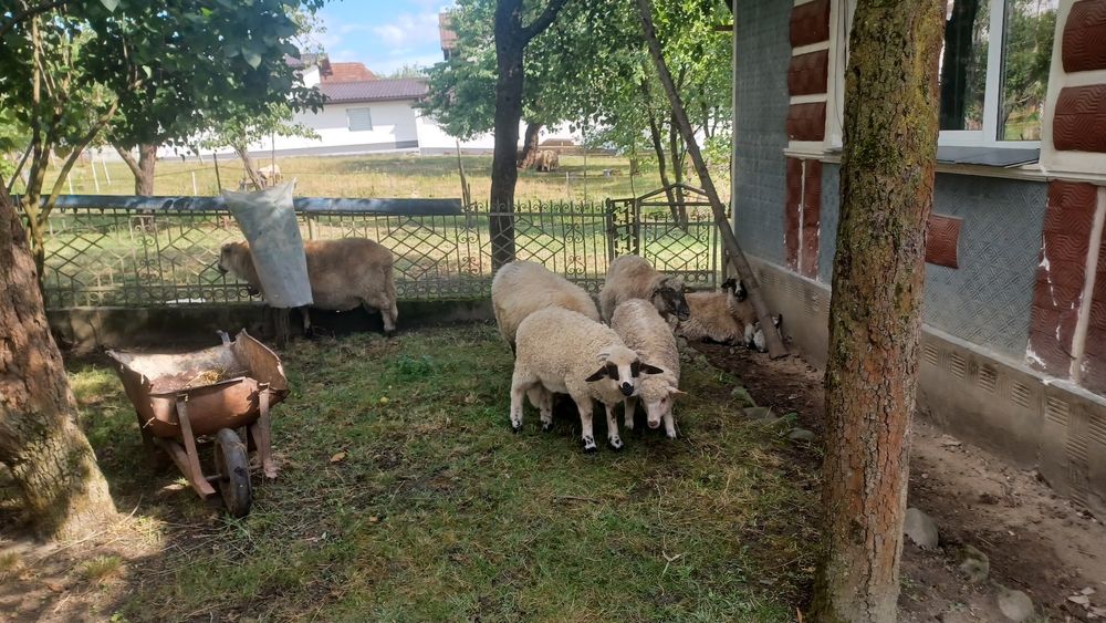 Vând oi miei și berbec
