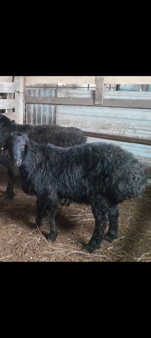 Қошқар қой гиссар едилбай еділбай