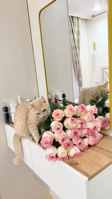 Кошка мысық тегін бесплатно