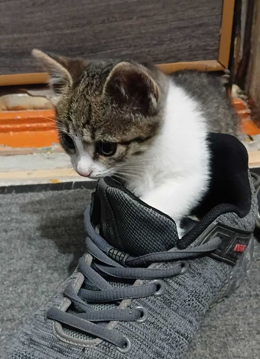 Котёнок девочка ищет дом