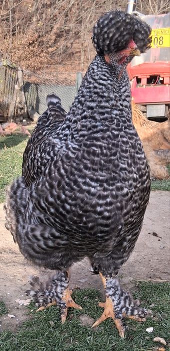 Găini brahma și metis