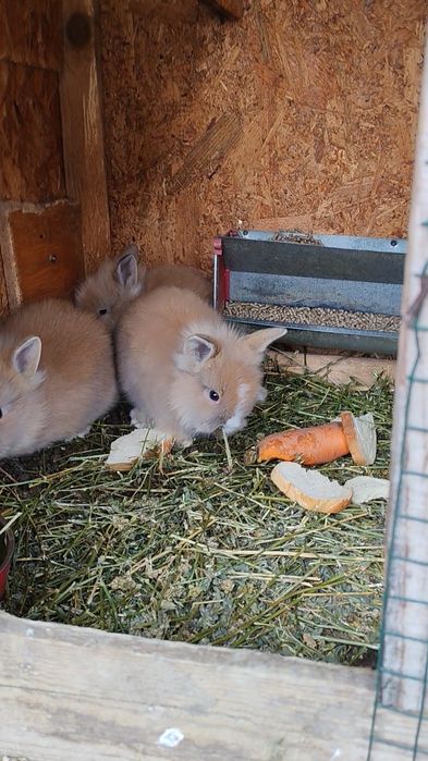 Iepurași pitici Iași locația Dumbrava ciurea